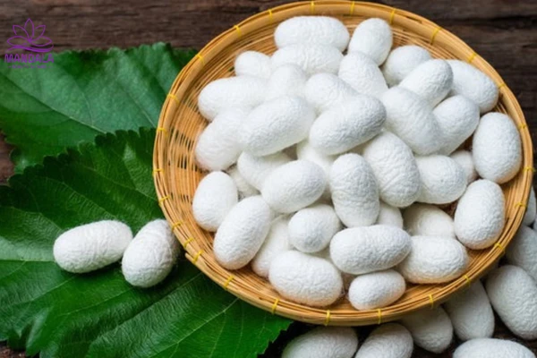 Kén tằm chứa hoạt chất sinh học quý giá.