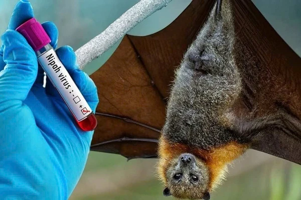 Bệnh do virus Nipah được mô tả lần đầu năm 1998, virus được phân lập năm 1999. Ảnh minh họa: INT