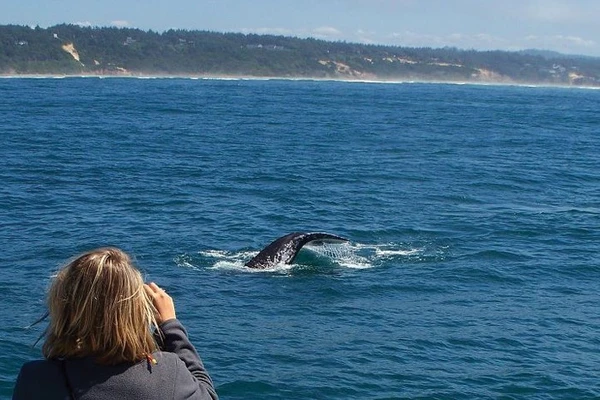Du khách dễ dàng chụp được hình cá voi xám. Ảnh: Bajaecotours.com - Visittheoregoncoast.com - Scitechdaily.com