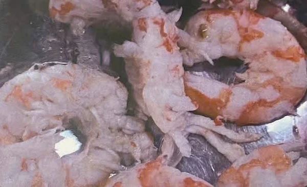 Hình ảnh những con tôm nghi không đạt yêu cầu tại bếp ăn Trường Tiểu học Trưng Vương. (Ảnh: K.T)