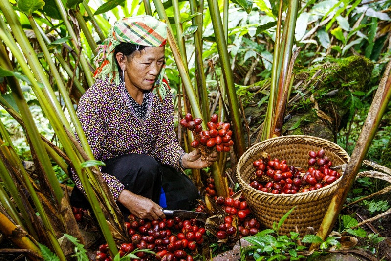 Những loại quả là thần dược bổ máu, giàu sắt bán nhiều ở chợ Việt