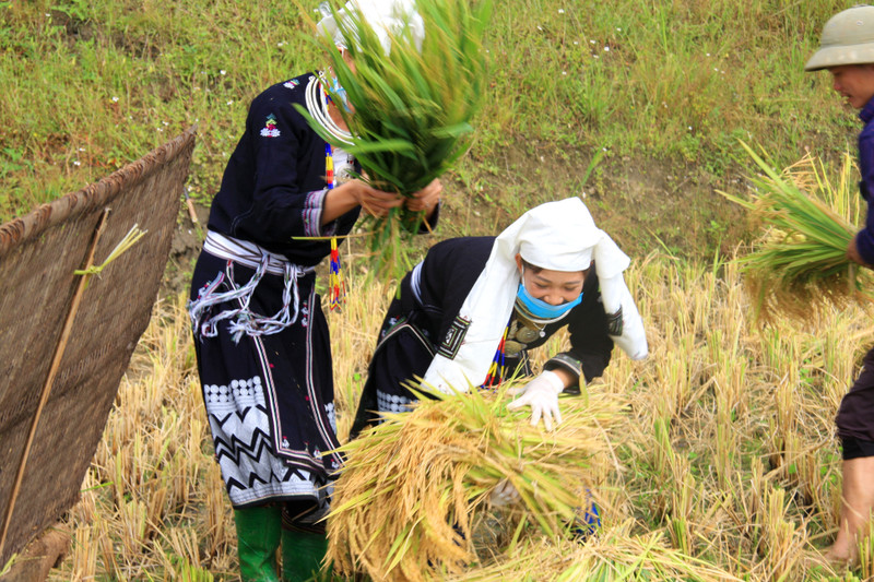 Nhộn nhịp mùa gặt vùng cao Tây Bắc