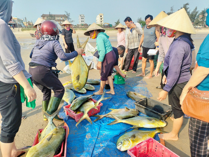 Ngư dân Hà Tĩnh trúng đậm mẻ cá vàng dương, thu lợi hơn 300 triệu đồng