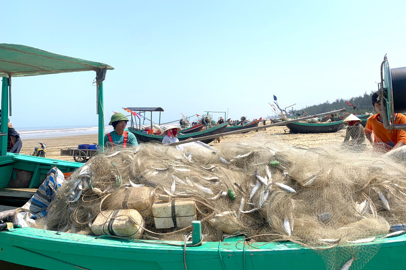 Ngư dân Hà Tĩnh trúng đậm mùa cá trích