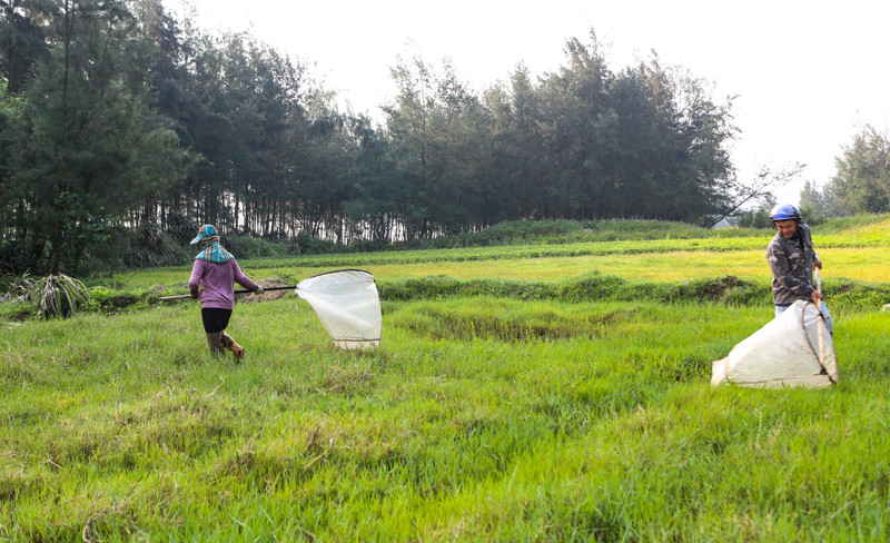 Săn 'tôm bay' kiếm tiền triệu mỗi ngày 