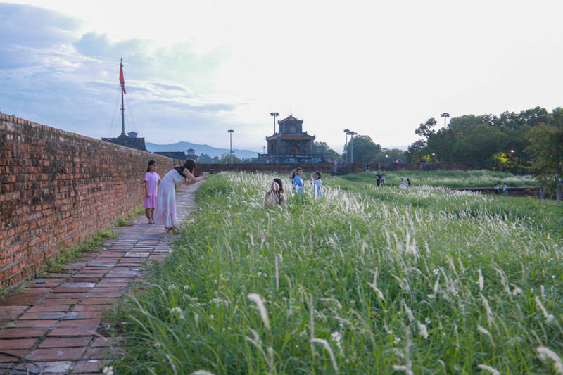 Mùa hoa cỏ lau đẹp nao lòng trên Thượng thành Huế