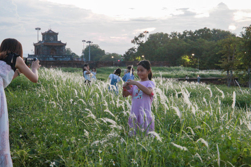 Mùa hoa cỏ lau đẹp nao lòng trên Thượng thành Huế