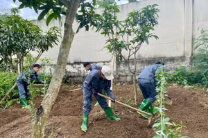 Các sinh viên Trường Cao đẳng Sơn La đang cuốc đất để thực hành trồng trọt.