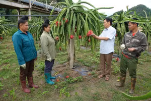 HTX Dịch vụ nông nghiệp Ngọc Hoàng, xã Tà Hộc hướng dẫn cách chăm sóc cho các hộ trồng thanh long.