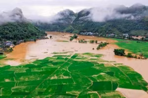 Ruộng lúa của người dân xã Tông Cọ, huyện Thuận Châu chìm trong biển nước.
