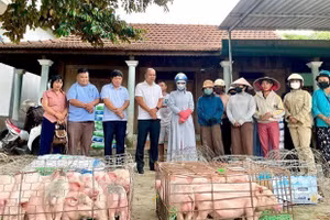 Xã A Lưới 1, TP Huế triển khai các mô hình sinh kế gắn với thế mạnh của địa phương như nuôi lợn thịt.