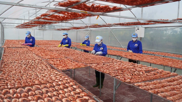 Một cơ sở sản xuất tôm khô ở Cà Mau.