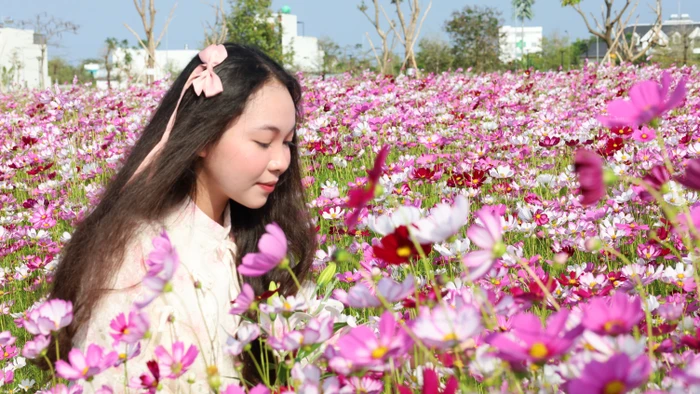 Thiếu nữ tạo dáng dưới cánh đồng hoa sao nhái.