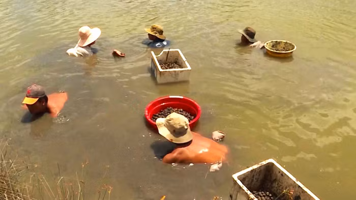 Tổng diện tích sò huyết nuôi thiệt hại 584ha.