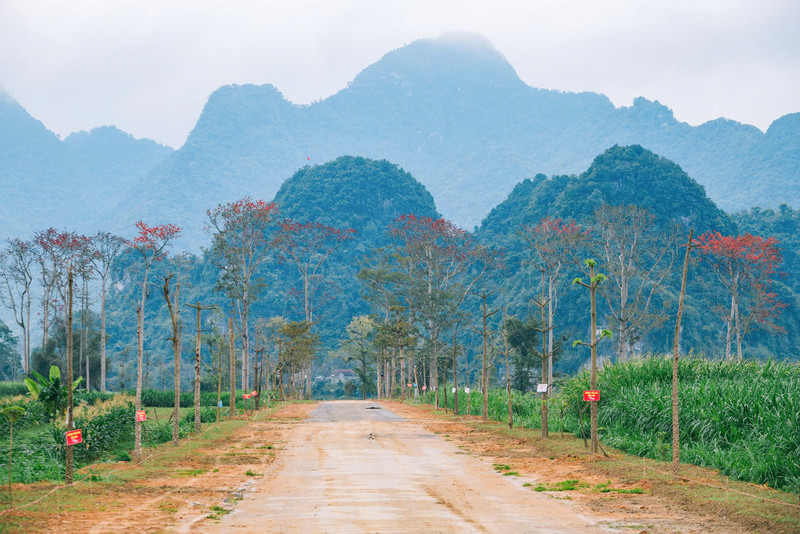 Tháng 3, những cây hoa gạo (hoa mộc miên) trên những cánh đồng, sườn núi ở xã Nhân Hoà, Nghệ An lại bung nở khoe sắc. (Ảnh: Rạng Đông). hoa-gao-1.jpg