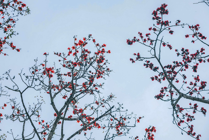 Hoa gạo còn được gọi là hoa mộc miên. Hoa có 5 cánh, màu sắc đỏ thắm. Loài hoa này bắt đầu nở từ đầu tháng 3 và kéo dài đến giữa tháng 4. hoa-gao-6.jpg