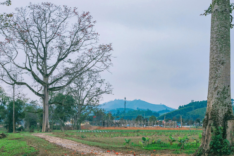 Cùng với việc bảo vệ, chăm sóc, phát triển hàng cây gạo hiện có, người dân nơi đây đang mở rộng trồng hoa gạo tại các tuyến đường chính của xã. hoa-gao-4-7244.jpg