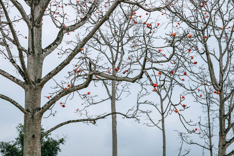 Nhận thấy tiềm năng du lịch từ loài hoa này, chính quyền địa phương tổ chức Lễ hội hoa gạo lần đầu tiên vào năm 2024 và duy trì hàng năm. hoa-gao-3.jpg