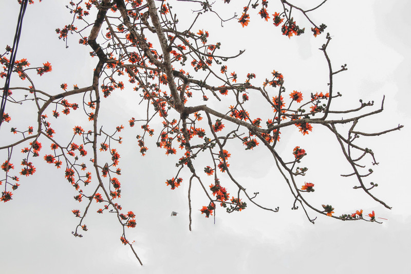 Lễ hội hoa gạo năm 2026 diễn ra từ ngày 20 – 22/3, dự tính thu hút hàng chục nghìn lượt khách du lịch. hoa-gao-9.jpg