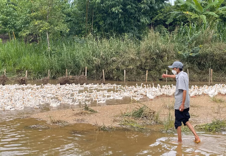 Với nguồn thức ăn sẵn có, người dân tiết kiệm được một khoản chi phí.