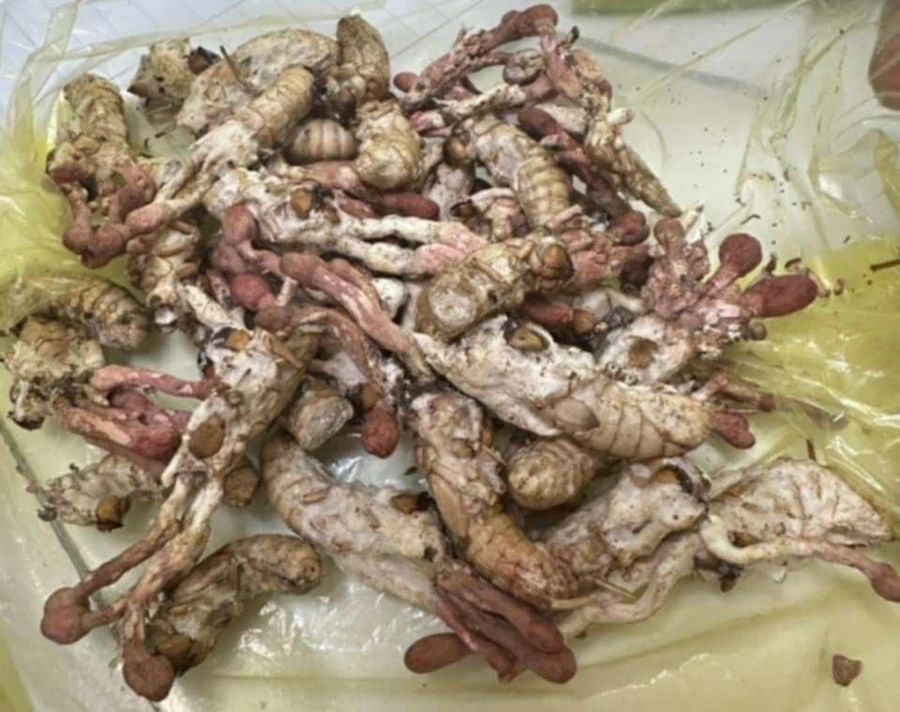 Người đàn ông bị ngộ độc sau khi ăn nấm mọc trên nhộng ve sầu.