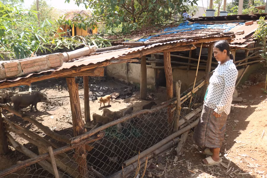 Gia đình bà Y Nói đã duy trì và phát triển đàn gia súc gần 30 năm nay, cho lợi nhuận khoảng 80 triệu đồng mỗi năm. (Ảnh Mai Vàng).jpg