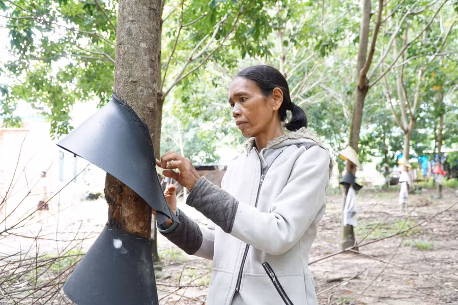 Nhờ nguồn vốn tín dụng chính sách dành cho hộ nghèo bà Yeh vay vốn để phát triển kinh tế, sau 2 năm đã thoát nghèo.