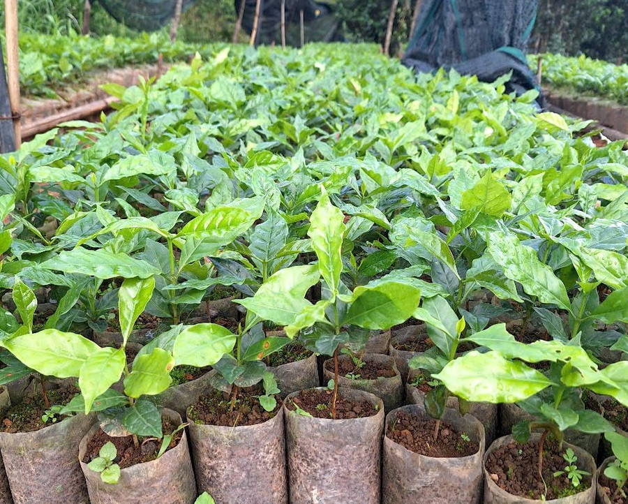 Tu Mơ Rông khuyến khích hỗ trợ cây giống cho bà con thay vì nhận hoa chúc mừng.