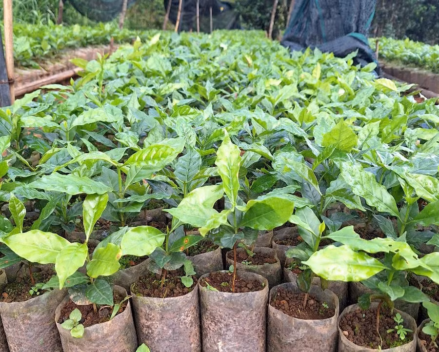 Tu Mơ Rông khuyến khích hỗ trợ cây giống cho bà con thay vì nhận hoa chúc mừng.