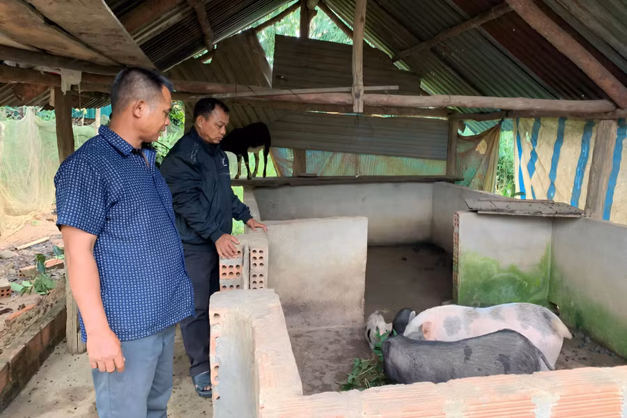 Mô hình nuôi heo sọc dưa đem lại thu nhập cao cho bà con đồng bào DTTS. (Ảnh Mai Vàng).jpg