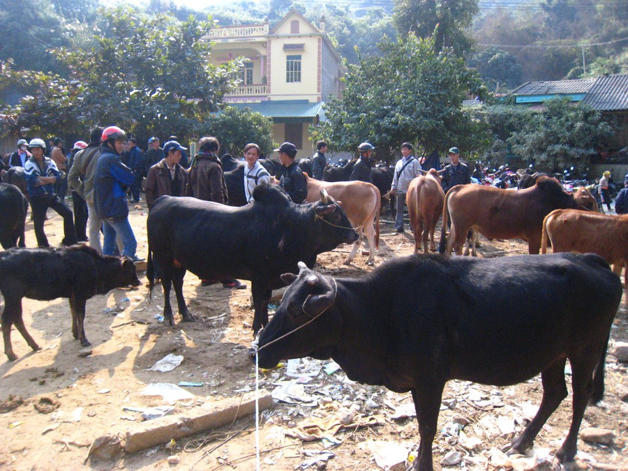 Phát huy thế mạnh chăn nuôi bò, tỉnh Cao Bằng hỗ trợ kỹ thuật, vốn ưu đãi giúp bà con phát triển nuôi bò vỗ béo thành hàng hóa.