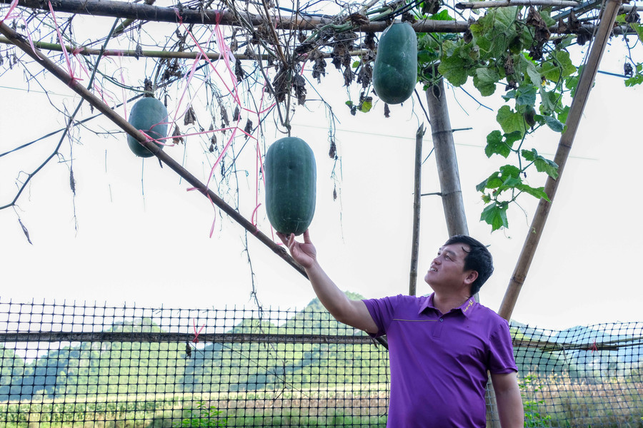 Được sự hỗ trợ của Nhà nước, người dân xã Đình Phong mạnh dạn chuyển đổi cơ cấu cây trồng, mang lại thu nhập cao.