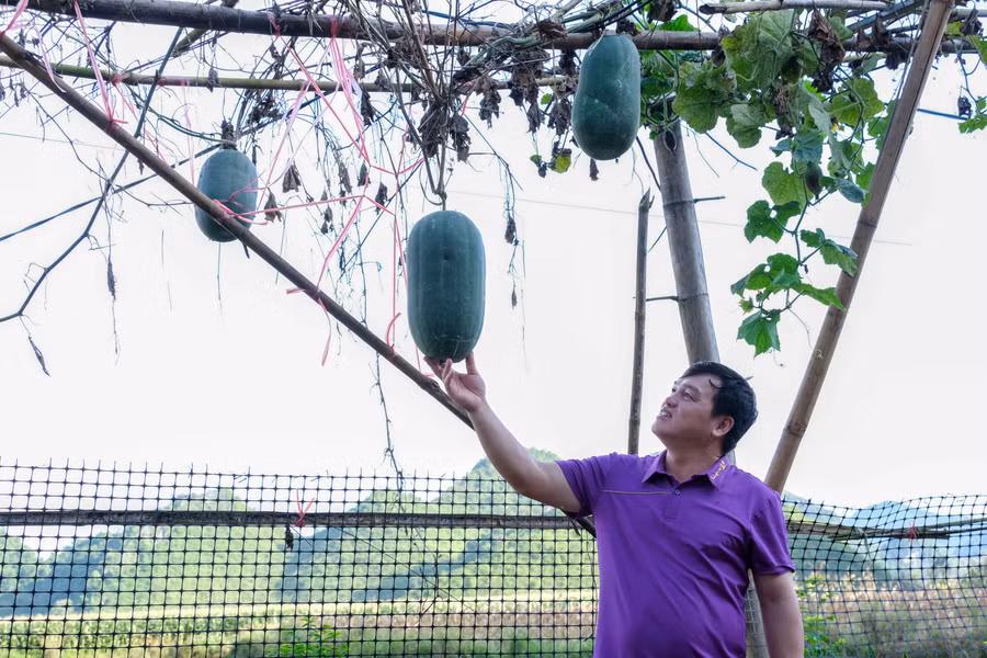 Được sự hỗ trợ của Nhà nước, người dân xã Đình Phong mạnh dạn chuyển đổi cơ cấu cây trồng, mang lại thu nhập cao.