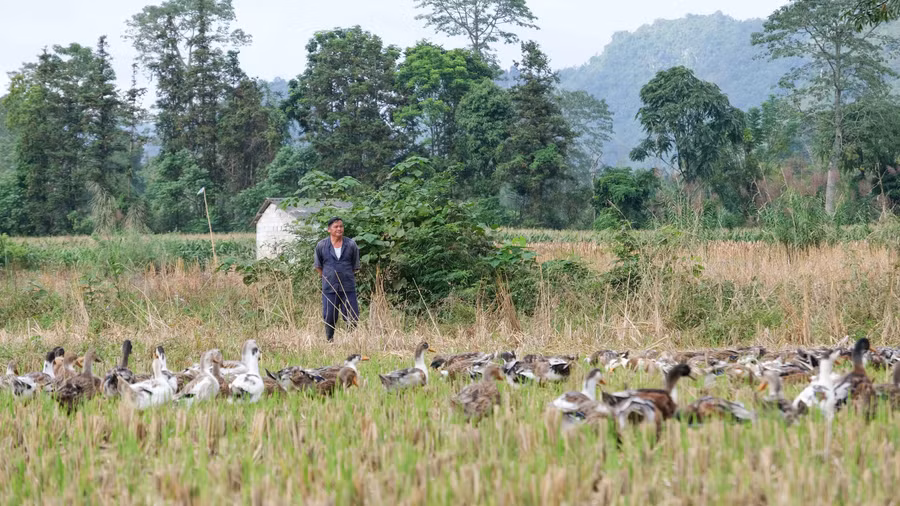 Gia đình ông Lục Văn Phong, xóm Bản Luông - Nà Sa, xã Đình Phong, hiện nuôi 400 con vịt thả đồng.