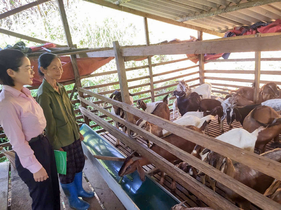 Từ nguồn vốn chính sách, nhiều hộ dân ở Cao Bằng đầu tư chăn nuôi, vươn lên thoát nghèo.