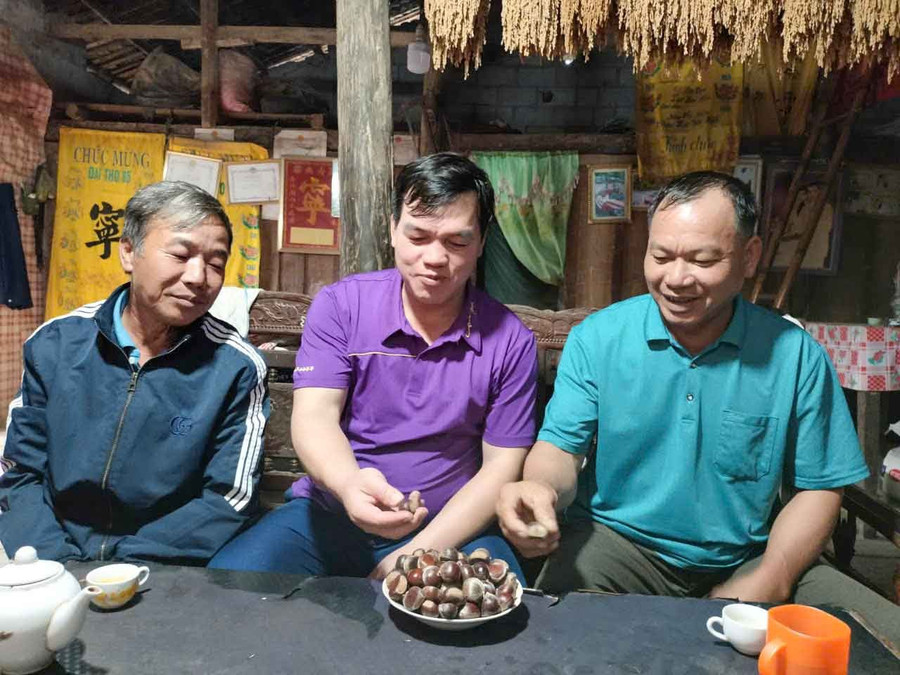 Cây hạt dẻ mang lại thu nhập ổn định cho người dân.