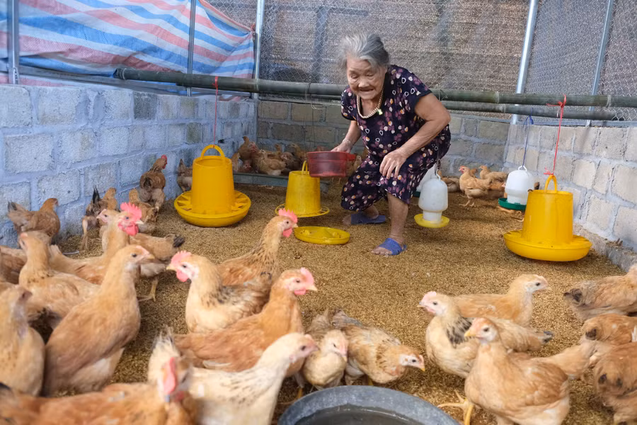 Gia đình bà Lý Thị Dân, hộ nghèo ở xóm Bản Kết, xã Kim Phượng (Thái Nguyên) được hỗ trợ 100 con gà giống.