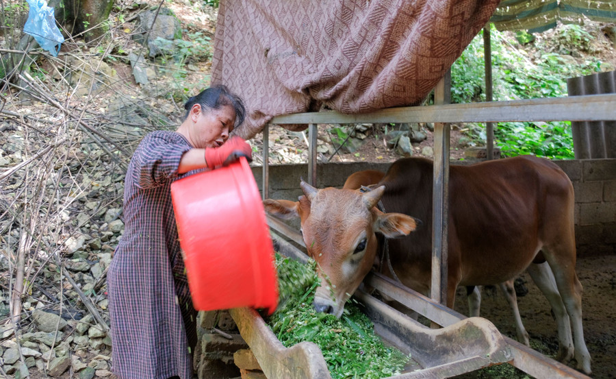 Gia đình bà Phạm Thị Oanh thoát cảnh khó khăn nhờ được hỗ trợ phát triển kinh tế từ nguồn vốn chính sách. nuoi-bo-cao-bang.jpg