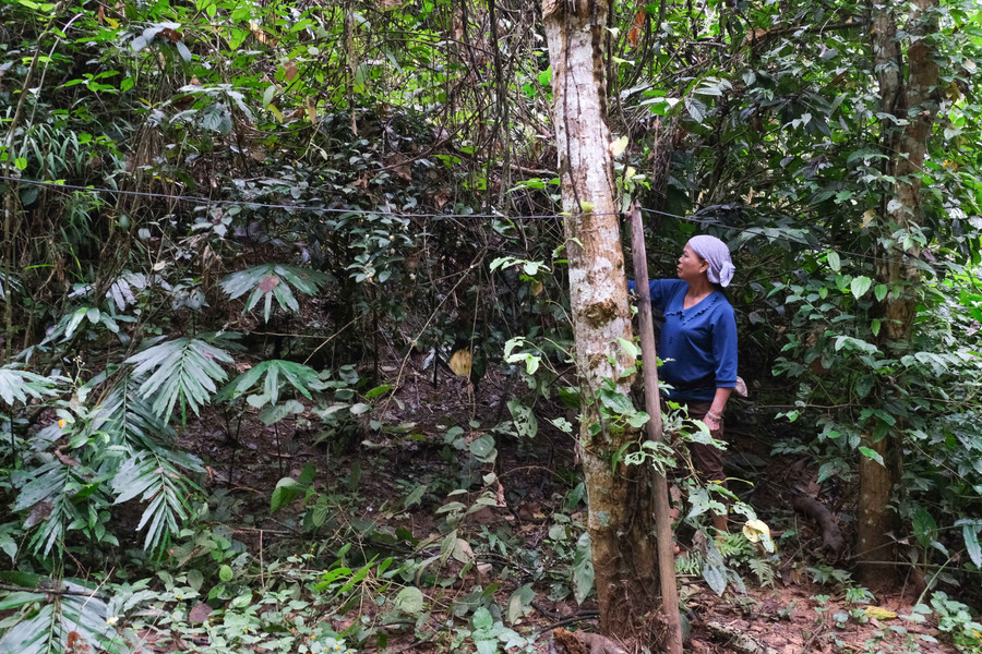 Gia đình bà Lý Thị Bích, xóm Khuổi Thin, xã Bạch Đằng, khấm khá nhờ phát triển kinh tế rừng.