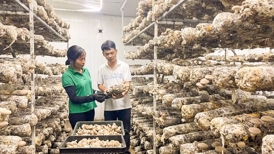 Từ nguồn vốn vay giải quyết việc làm, cơ sở sản xuất nấm Trúc Mai của gia đình anh Đỗ Văn Viên giúp nhiều người có thu nhập ổn định, thoát nghèo.