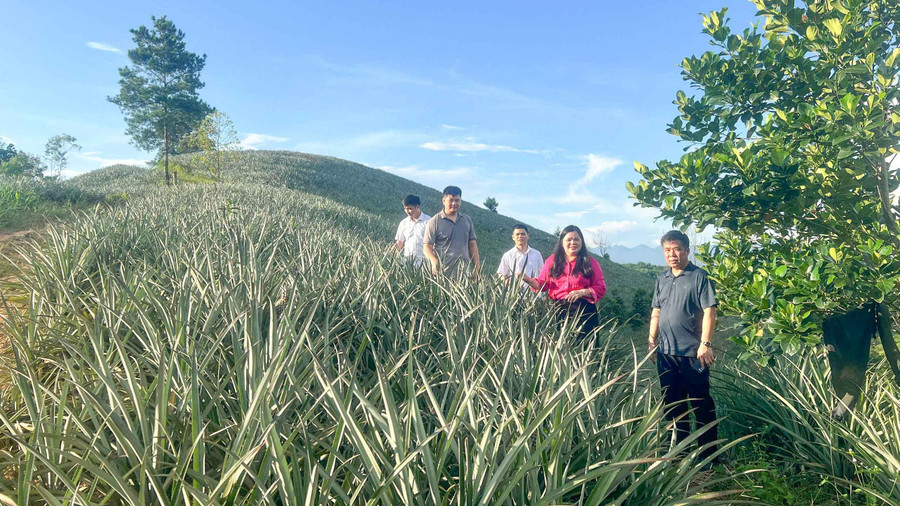 Bà Dương Thủy Tiên, Bí thư Đảng ủy xã và lãnh đạo xã Bạch Đằng khảo sát vùng trồng dứa.