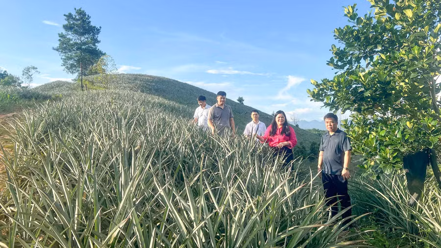 Bà Dương Thủy Tiên, Bí thư Đảng ủy xã và lãnh đạo xã Bạch Đằng khảo sát vùng trồng dứa.