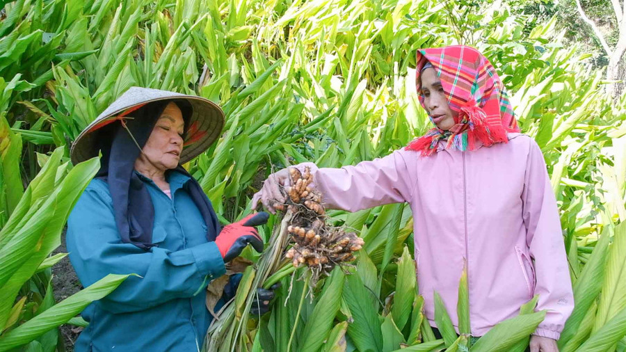 Người dân xã Phong Quang (Thái Nguyên) có thu nhập ổn định, thoát nghèo nhờ trồng nghệ.