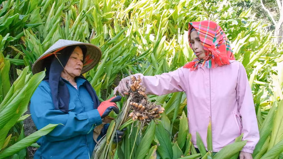 Người dân xã Phong Quang (Thái Nguyên) có thu nhập ổn định, thoát nghèo nhờ trồng nghệ.