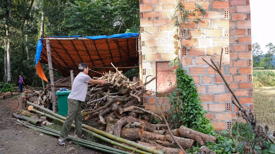 Anh Hoàng Văn Toản chuẩn bị củi để sấy cây thuốc lá.