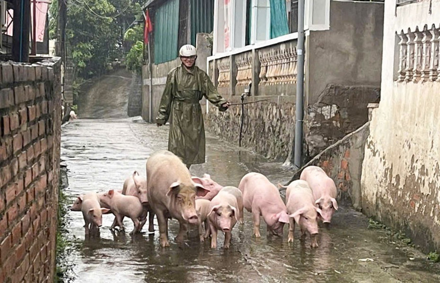 Lực lượng chức năng phường Tân Giang hỗ trợ di chuyển vật nuôi đến nơi an toàn. lut-bao-cao-bang-tan-giang-5.jpg