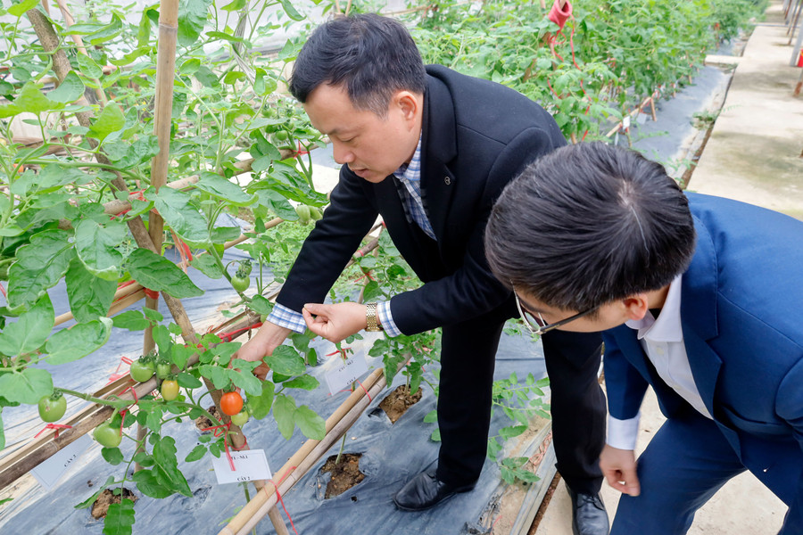 PGS. TS Hà Duy Trường (bên trái) trong giờ thực hành về giống cây trồng. pgs-ts-ha-duy-truong.jpg