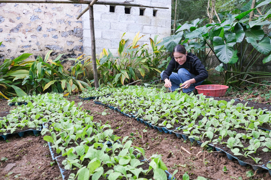 Gia đình chị Hoàng Thị Thuyên vươn lên khấm khá nhờ trồng cây thuốc lá.