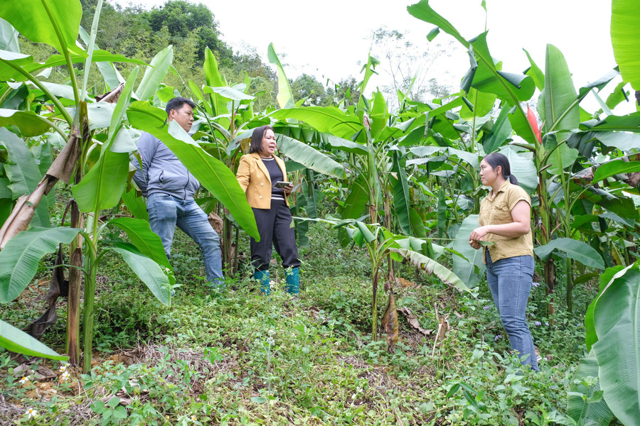 Cán bộ xã Bạch Đằng đến tìm hiểu mô hình trồng cây chuối hoa đỏ của gia đình anh Bàn Tòn Nhì.