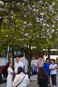 Hoa ban khoe sắc tô điểm vẻ đẹp phố phường Hà Nội